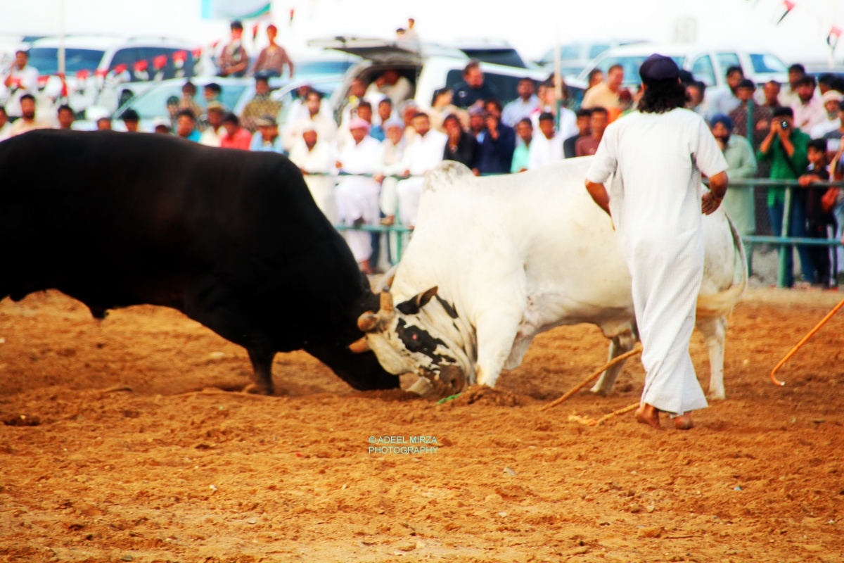 Traditional Bull Fighting in Fujairah, UAE
